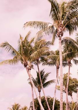 Palm Trees Finesse 1a