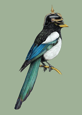Yellow billed magpie