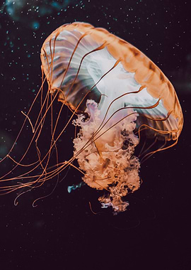 underwater jellyfish sea