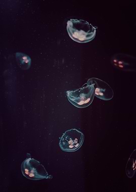 underwater jellyfish sea