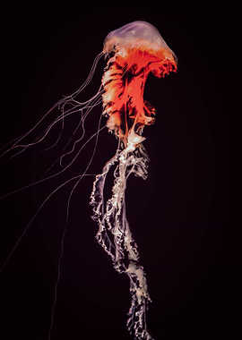 underwater jellyfish sea