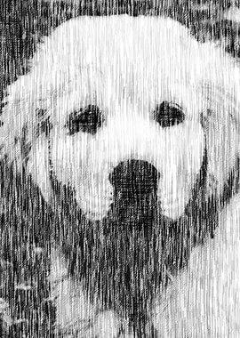 cute dog in the meadow