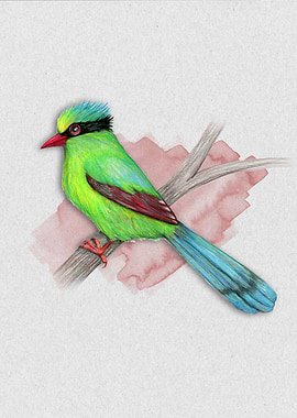 Green magpie