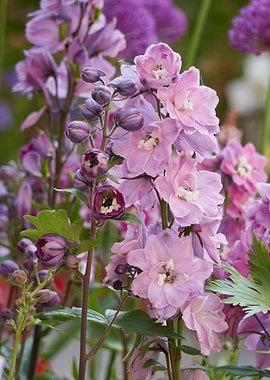 red delphinium flower