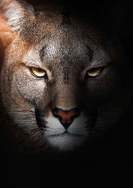 angry COUGAR face PORTRAIT