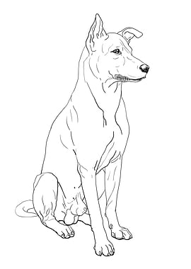 Dog Thai ridgeback breed