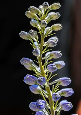 purple delphinium flower