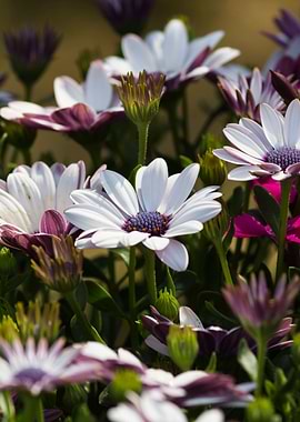 white daisy in bloom