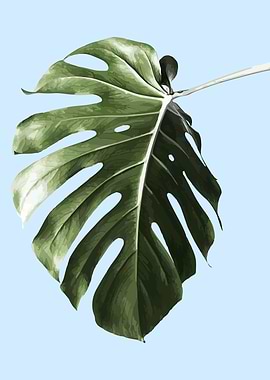 MONSTERA