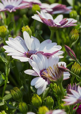 white daisy in bloom