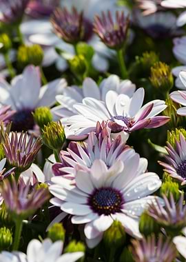 white daisy in bloom