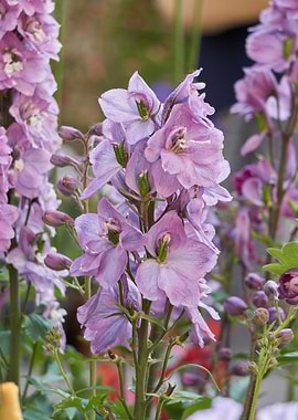 red delphinium flower