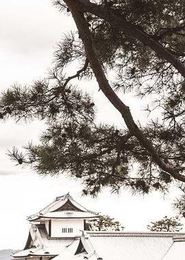 Kanazawa Castle and Tree