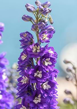 purple delphinium flower