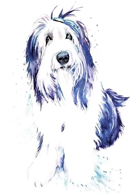 Bearded Collie