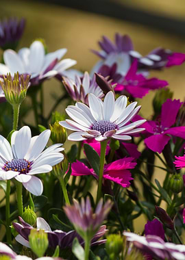 white daisy in bloom