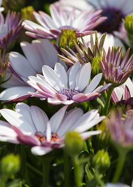 white daisy in bloom