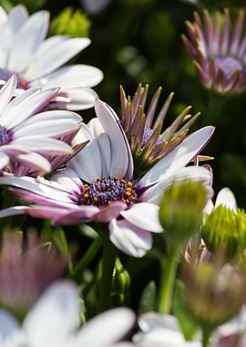 white daisy in bloom