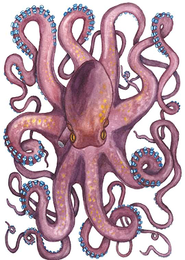 Octopus Watercolor
