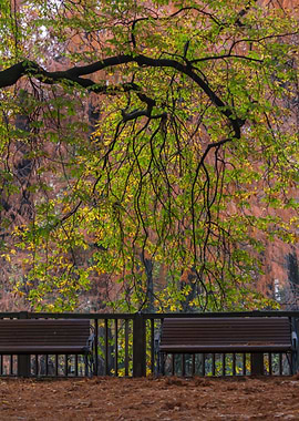 tree in the park in autumn
