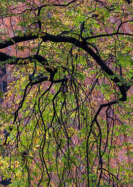 tree in the park in autumn