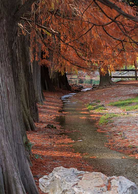 tree in the park in autumn