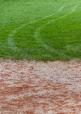 wake in green meadow