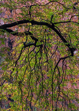 tree in the park in autumn