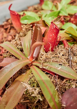carnivorous plant