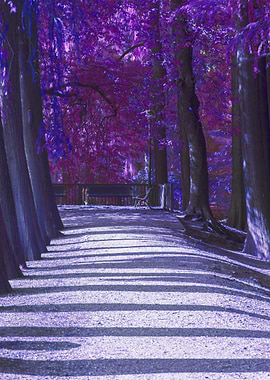 tree in the park in autumn