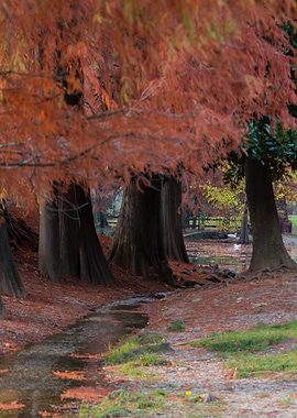 tree in the park in autumn