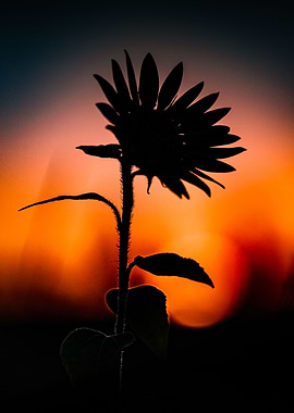 Sunflower sunset