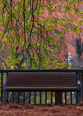 tree in the park in autumn