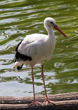 white stork