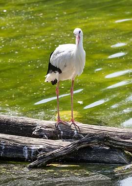 white stork