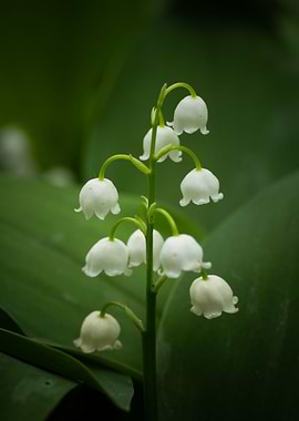 Lily of the Valley