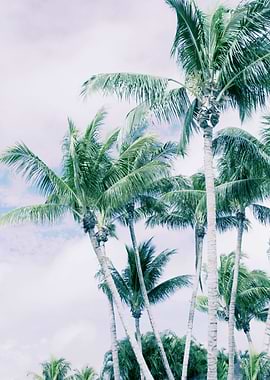 Palm Trees Finesse 3