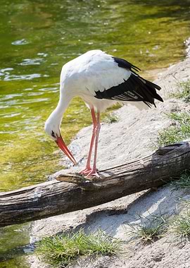 white stork