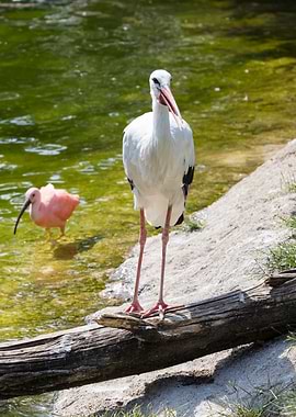 white stork
