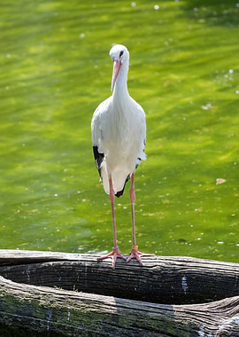 white stork