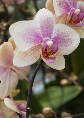 orchid in bloom