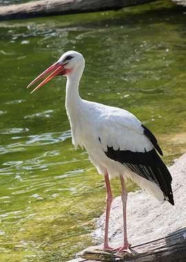 white stork