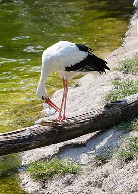 white stork