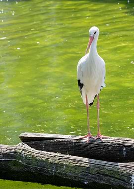 white stork