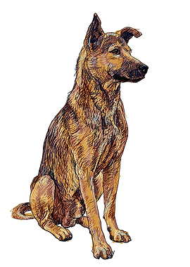 Dog Brown Thai ridgeback