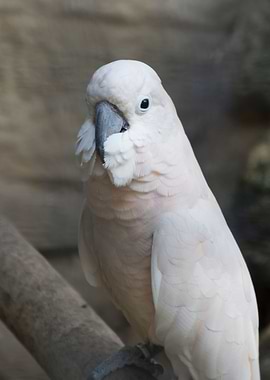 cacatua parrot on its perc