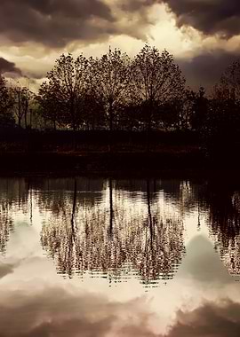 reflection of tree on wate