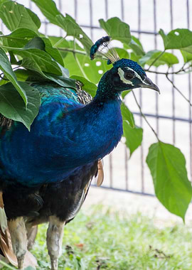 colorful peacock