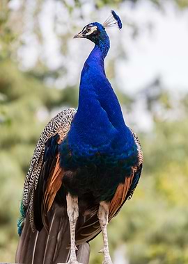 colorful peacock