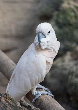 cacatua parrot on its perc